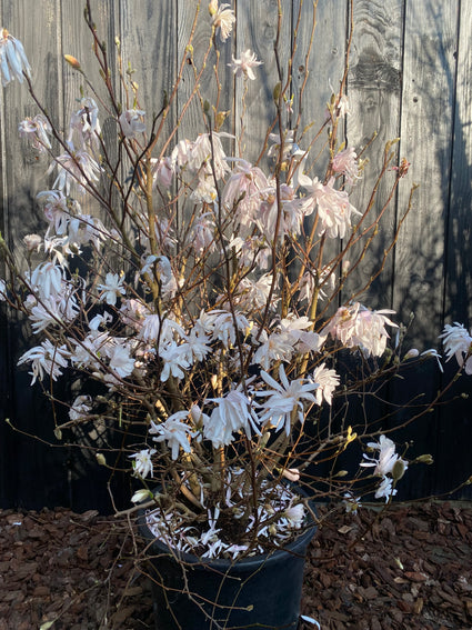 Sternmagnolie - Magnolia stellata