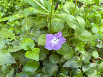 Großes Immergrün - Vinca major bio