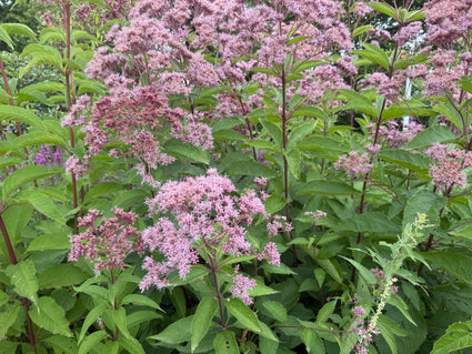Königskraut (Höhe 2 Meter) - Eupatorium maculatum 'Atropurpureum'