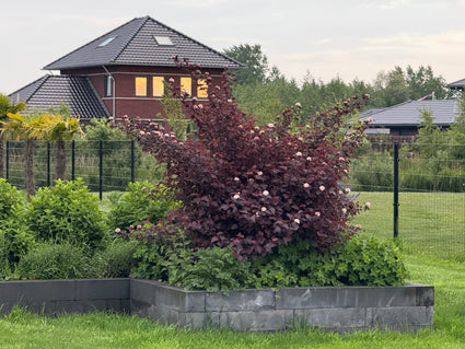 Blasensüß - Physocarpus opulifolius 'Diabolo'