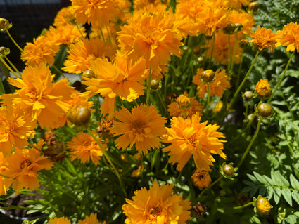 Mädchenaugen - Coreopsis grandiflora 'Badengold'