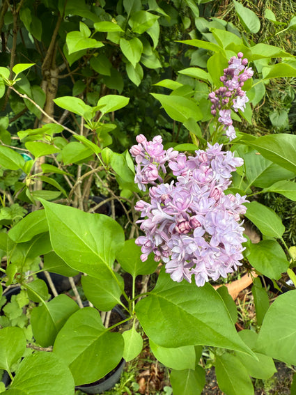 Gewöhnlicher Flieder - Syringa vulgaris 'Michel Buchner'