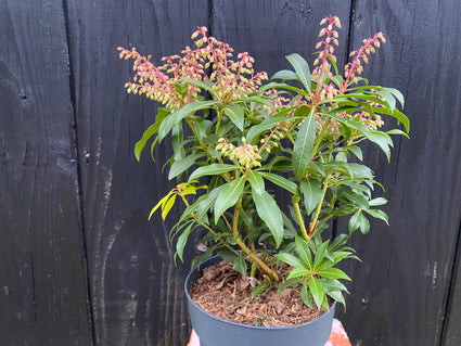 Voorbeeld Hemelse Bamboe Nandina Domestica in C7.5 pot hoogte 50-60 cm