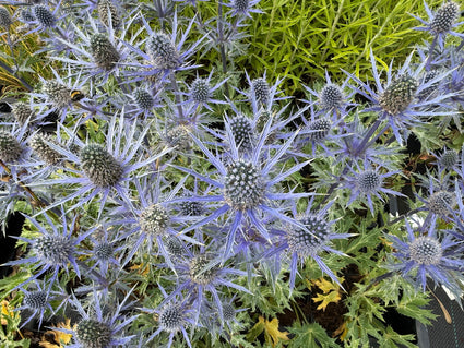 Kreuzdistel - Eryngium planum