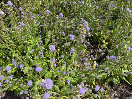 Blauer Knoten - Succisa pratensis
