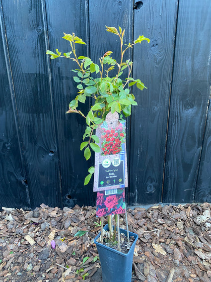 Rote Kletterrose - Rosa (K) 'Red Climber'