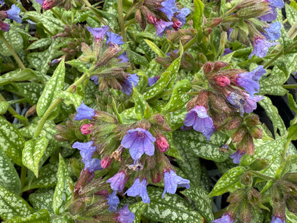 Lungenkraut - Pulmonaria 'Trevi Fountain'