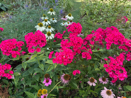 Phlox 'Starfire' (Höhe 90 cm, Rot)