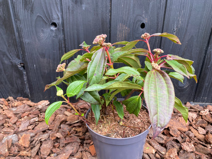 Voorbeeld c3 pot - foto maart