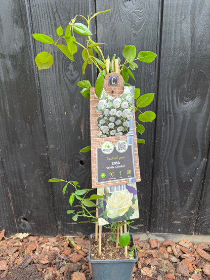 Kletterrose - Rosa (K) 'White Climber'