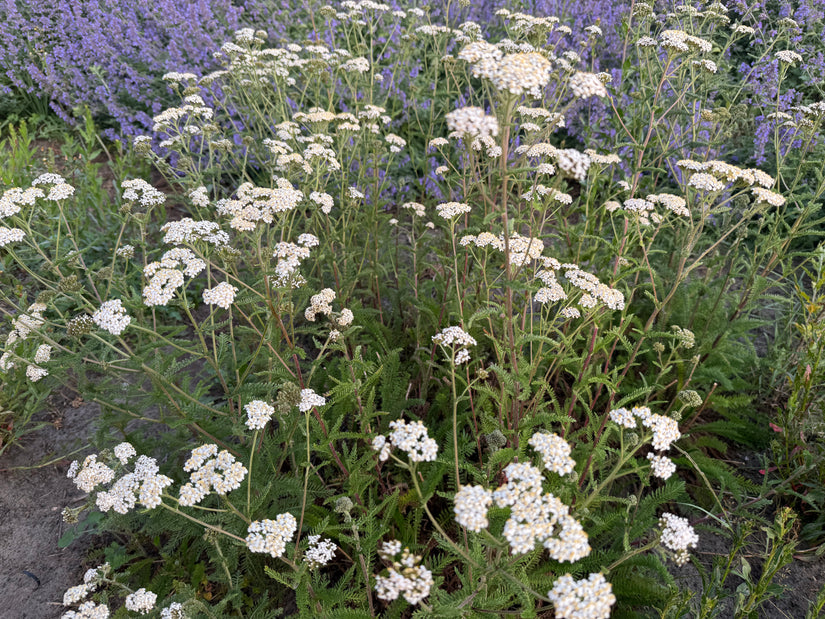 Gewöhnliche Schafgarbe (Weiß) - Achillea millefolium 'Schneetaler' Gewöhnliche Schafgarbe (Weiß) - Achillea millefolium 'Schneetaler'