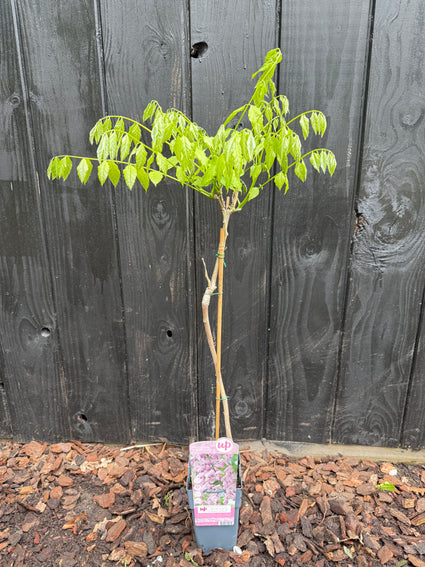 Rosa Glyzinie - Wisteria sinensis 'Rosea'