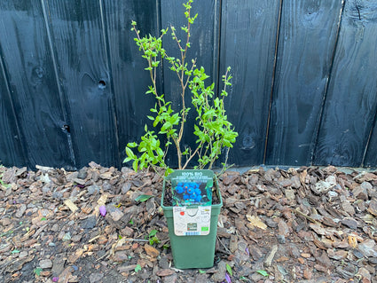 Blaubeere - Vaccinium corymbosum 'Brigitta Blue'