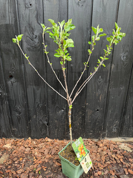 Bio-Apfelbaum - Malus domestica 'Elstar' Kompakter Halbstamm