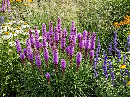 Knorrige Schlangenwurz - Liatris spicata 'Kobold'