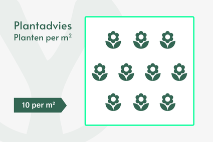 Zitronenthymian - Thymus x citriodorus 'Silver Queen'