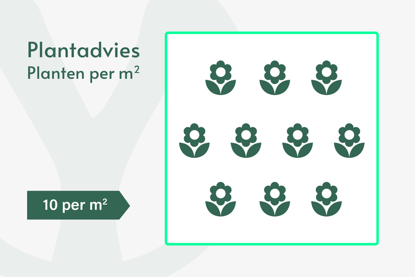 Taubenkraut - Scabiosa caucasica 'Perfecta' Taubenkraut - Scabiosa caucasica 'Perfecta'