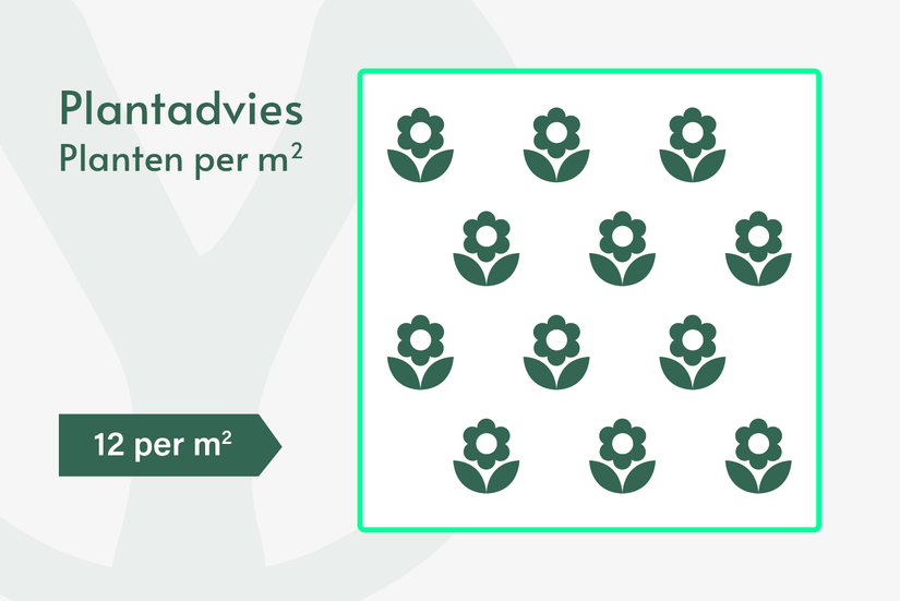 Gewöhnliches Torfmoos - Sphagnum palustre L. Gewöhnliches Torfmoos - Sphagnum palustre L.