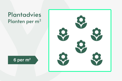 Mauerpfeffer - Sedum 'Carl'