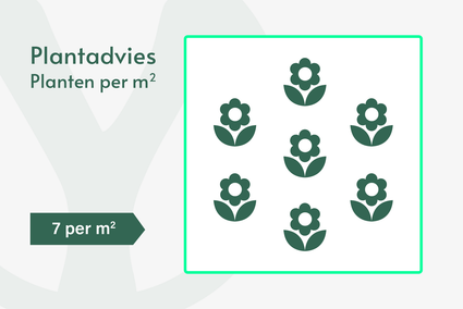 Phlox - Phlox 'Bright Eyes'