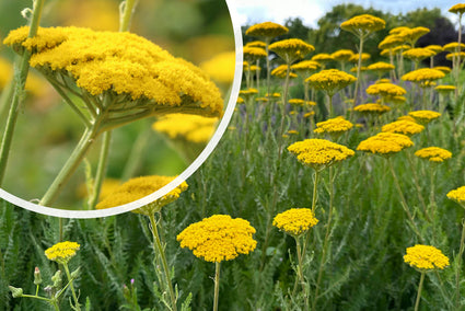 Gelbe Schafgarbe (Niedrige Sorte) - Achillea 'Coronation Gold'