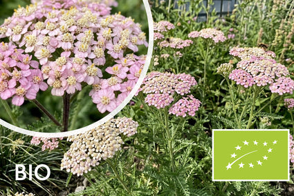 Bio-Schafgarbe - Achillea millefolium 'Apfelblüte'