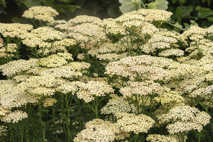 Schafgarbe - Achillea millefolium 'Rainbow Creme de la Creme'