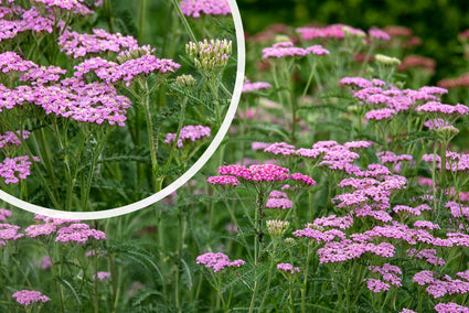 Gewöhnliche Schafgarbe (Rosa) - Achillea millefolium 'Cerise Queen'