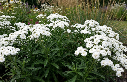 Wilder Bärlauch - Achillea ptarmica 'Nana compacta'
