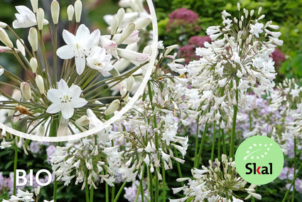 Bio Afrikanische Schmucklilie (weiß) - Agapanthus africanus 'Albus'