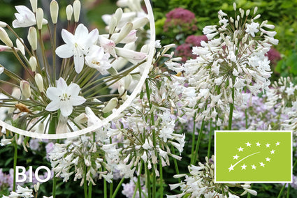 Bio Afrikanische Schmucklilie (weiß) - Agapanthus africanus 'Albus'