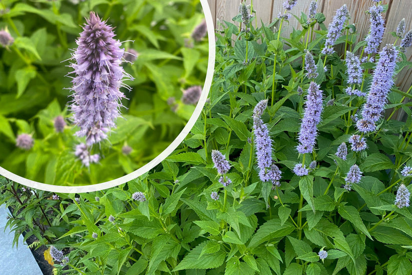 Süßholzpflanze - Agastache foeniculum TIPP Süßholzpflanze - Agastache foeniculum TIPP