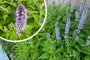 Süßholzpflanze - Agastache foeniculum TIPP Süßholzpflanze - Agastache foeniculum TIPP