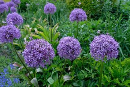 Zierlauch - Allium 'Gladiator'
