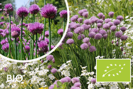 Bio Schnittlauch / Zwiebelpflanze - Allium schoenoprasum