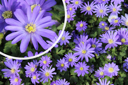 Blaue Anemone (Höhe 15 cm) – Anemone blanda TIPP