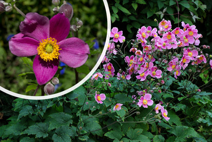 Herbst-Anemone Pink (Höhe 80 cm) - Anemone hupehensis 'Splendens'