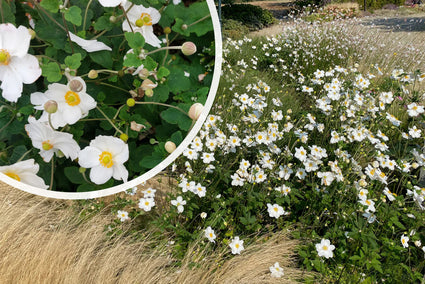 Herbstanemone Weiß (Höhe 90 cm) - Anemone x hybrida 'Honorine Jobert' TIPP
