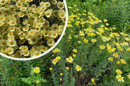 Gelbe Kamille - Anthemis x hybrida 'EC Buxton'