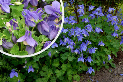 Akelei Blau/Lila (Niedrige Sorte 30 cm) - Aquilegia flabellata 'Ministar'