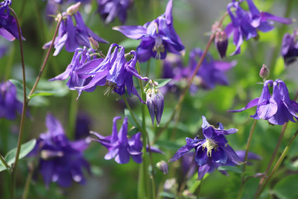 Bio-Wild-Akelei - Aquilegia Vulgaris (einheimisch)