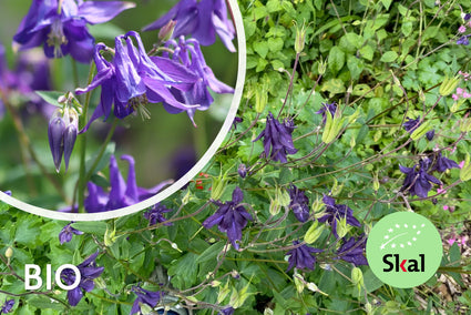 Bio-Wild-Akelei - Aquilegia Vulgaris (einheimisch)