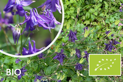 Bio-Wild-Akelei - Aquilegia Vulgaris (einheimisch)