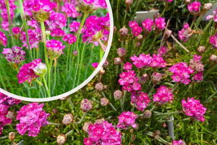 Englisches Gras (Rosa) - Armeria maritima 'Splendens' (auch pro/m2)