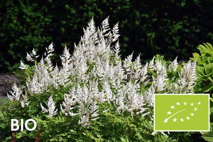Bio Spirea - Astilbe (A) 'Brautschleier'