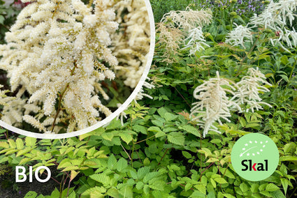 Bio-Federspiere (weiß) - Astilbe Deutschland