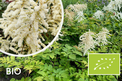 Bio-Federspiere (weiß) - Astilbe Deutschland