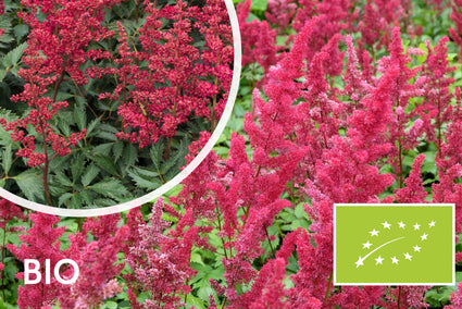 Bio Spirea - Astilbe (A) 'Fanal'