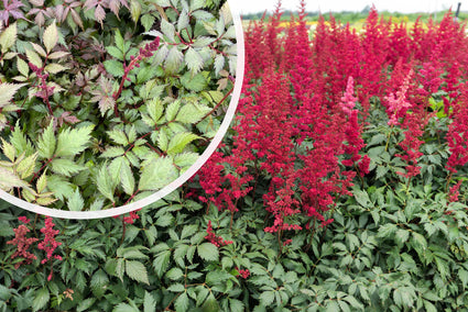 Plume Spirea (Leuchtend rote Blume) – Astilbe „Fanal“ TIPP