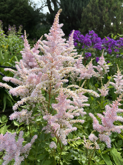 Bio-Pflanzenstrauch - Astilbe Pfirsichblüte